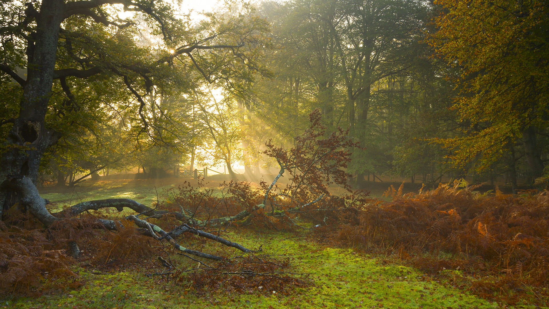 既当矛又当盾！范弗利特攻防一体导演15分逆转，老鹰被他一人冰封